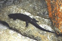 tn_Lizard.jpg (12183 bytes)