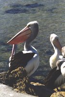 tn_Pelican2.jpg (9086 bytes)