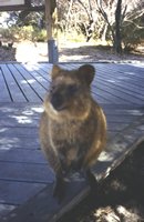 tn_Quokka.jpg (9158 bytes)